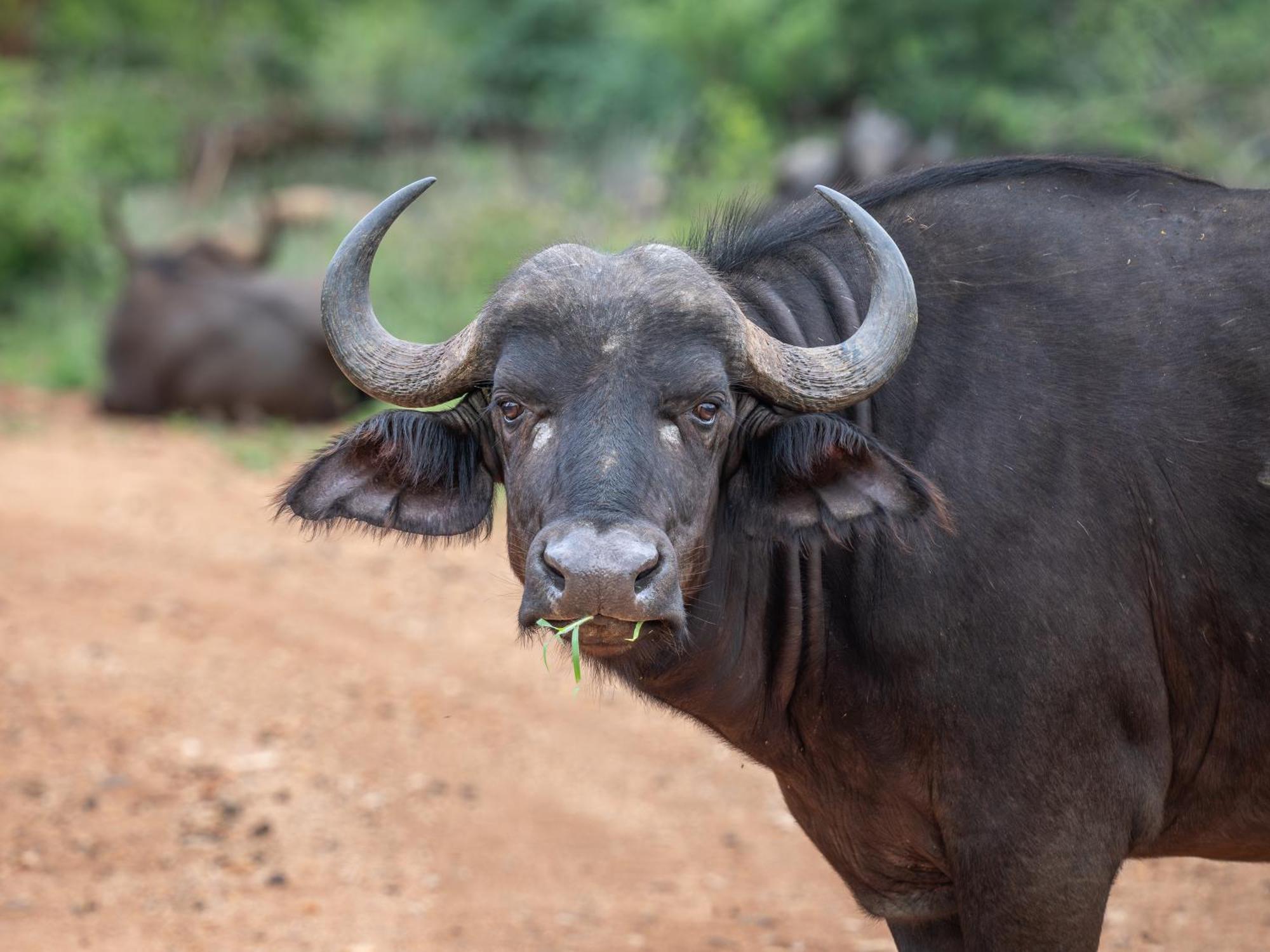 Nyati Safari Lodge โฮดสปรูท ภายนอก รูปภาพ